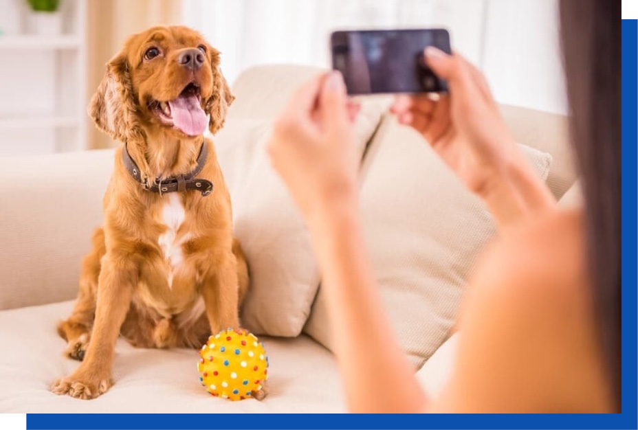 Imagem com um cachorro